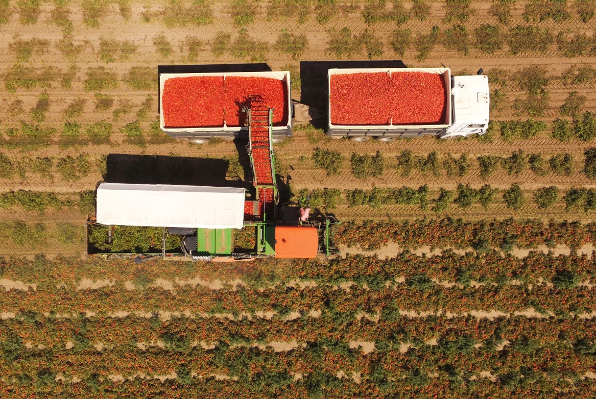 Agrofusion ranked among the world's top 20 tomato processing leaders